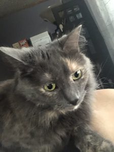 Grey cat with green eyes look downward