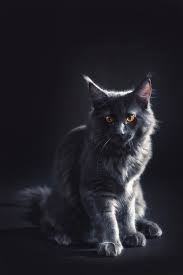 Gray kitty with sunlight above her head